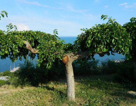Tut ağacı (bitki)