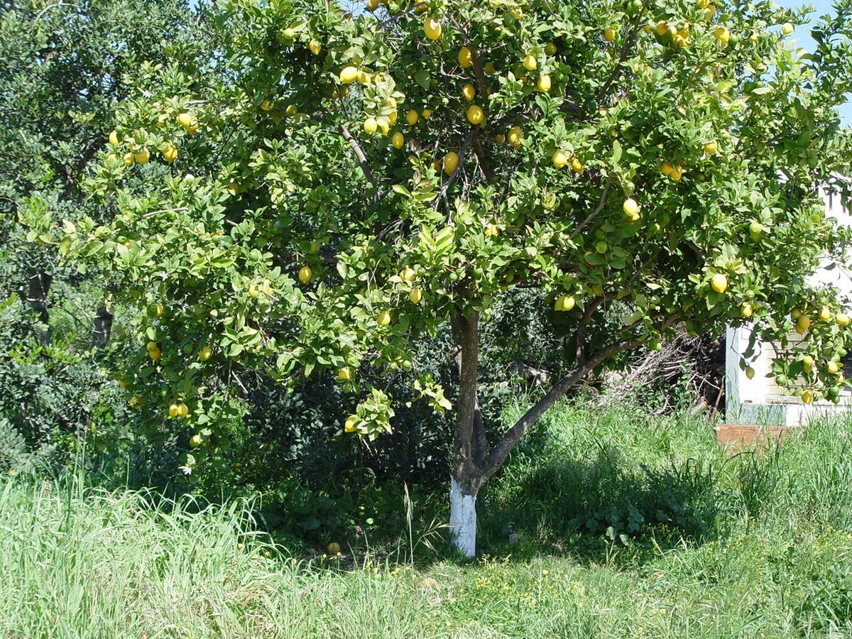Limon ağacı və meyvəsi